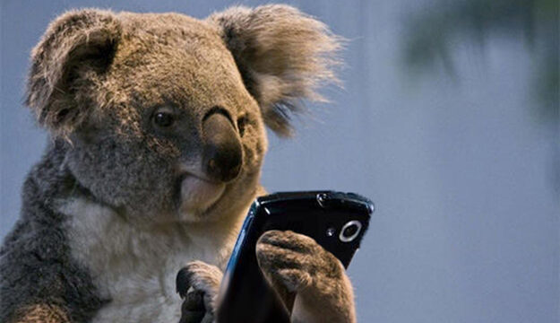 Koala met gsm