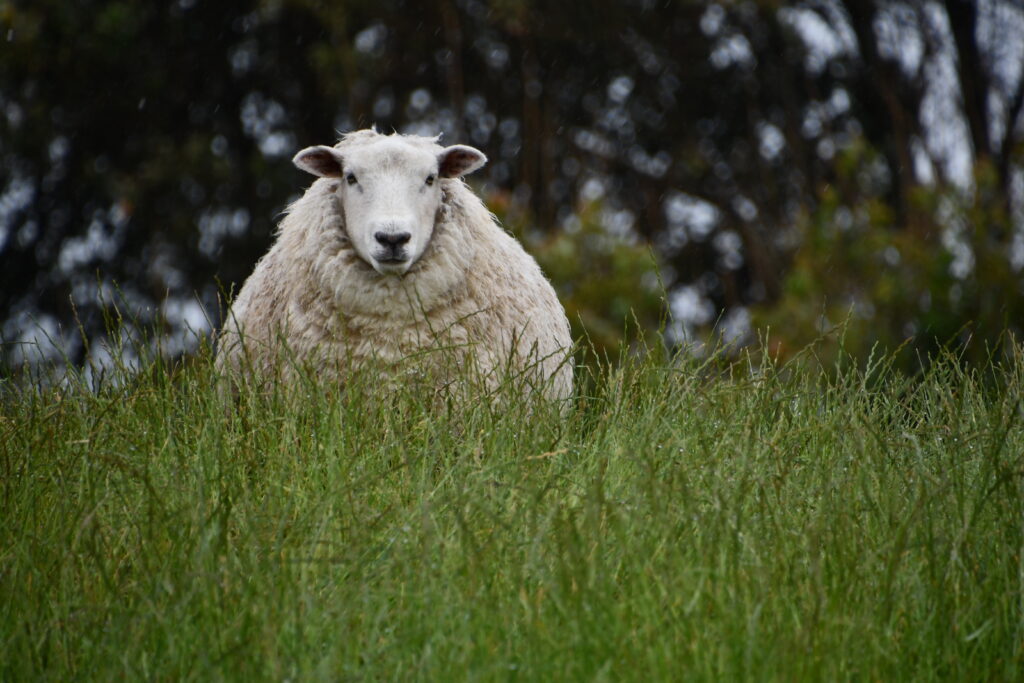 sheep-hill-mammal-pasture-grass-grassland-1582949-pxhere.com